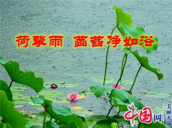 荷擎雨 菡萏净如浴