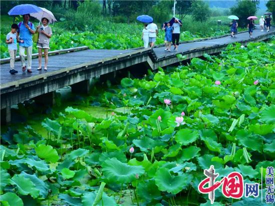 荷擎雨 菡萏净如浴