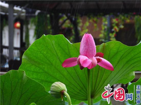 荷擎雨 菡萏净如浴