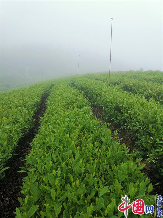 溧阳卞永前：种下天目湖第一株白茶 情系茶叶卅载