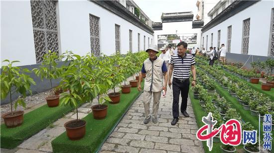 弘扬三花文化 姑苏虎丘茶花·三花种植基地揭牌