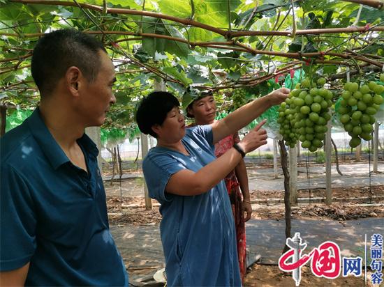 句容云香家庭农场笪民：搓背工到新农人的华丽嬗变