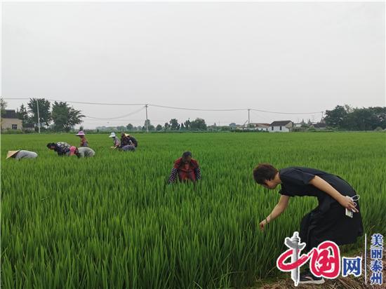 珊瑚镇刘美萍:乡村振兴道路上绽放芬芳的那朵"铿锵玫瑰"