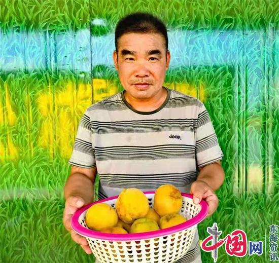 兴化市桃林花海种植的黄桃品系今年进入盛果期——1500亩大黄桃熟了