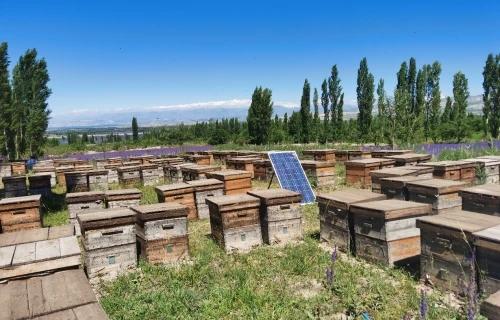 新疆霍城县蜂产业稳步发展