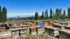新疆霍城县蜂产业稳步发展