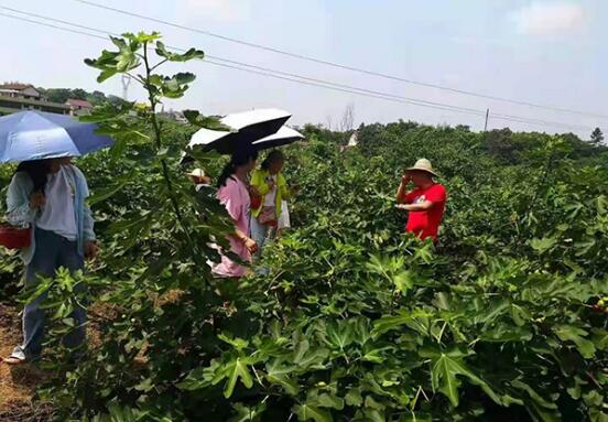 邵阳市双清区：打造乡村振兴“金钥匙”