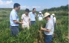 湖南农业科技服务为乡村产业振兴提质增效