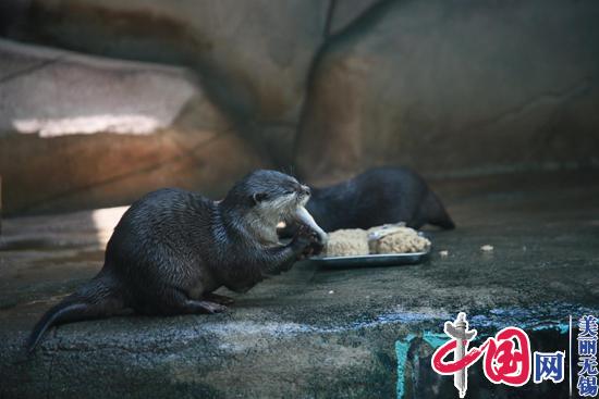 2021年无锡动物园秋趣动物园——动物宝宝嗨游季暨阿熊乐园开园一周年庆