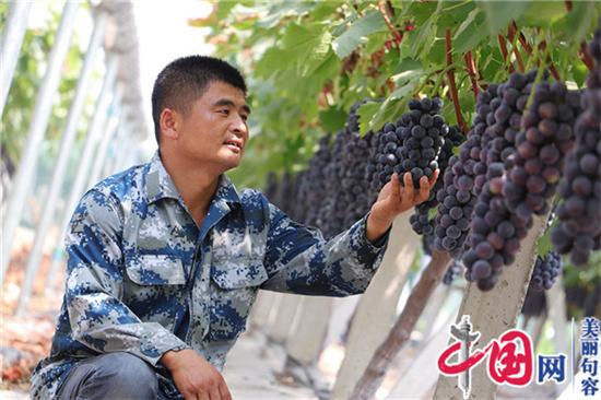 张奎峰：农民工变身“土专家” 小葡萄种出大梦想