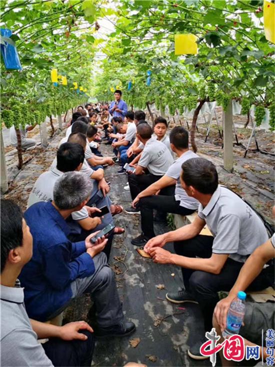 张奎峰：农民工变身“土专家” 小葡萄种出大梦想