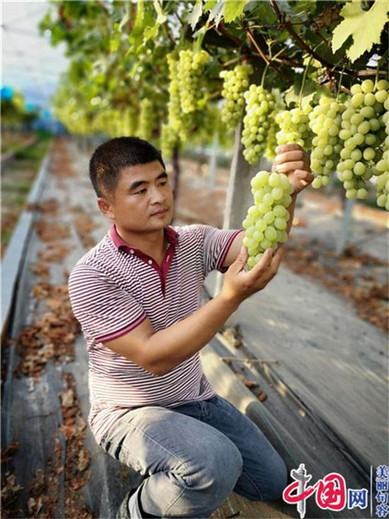 张奎峰：农民工变身“土专家” 小葡萄种出大梦想