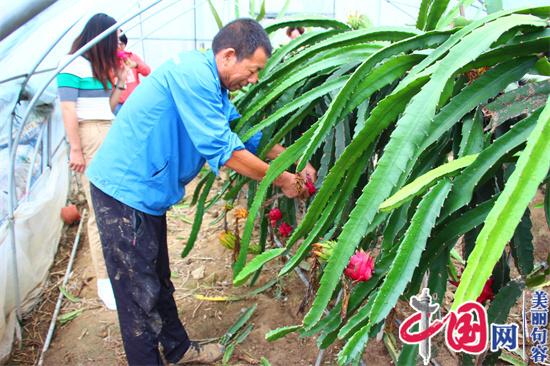 句容草莓大户笪小华：利用季节差种火龙果 草莓火龙果两不误