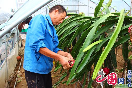 句容草莓大户笪小华：利用季节差种火龙果 草莓火龙果两不误