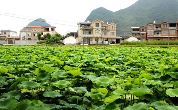 广西荔浦：农村发展全景式“开花”