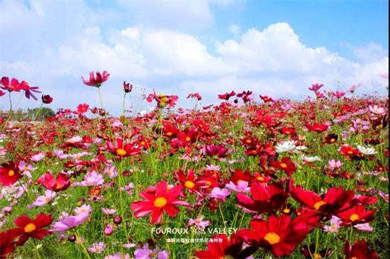 句容：伏热花海送重阳福利 第一届抖音舞蹈大赛同时举办