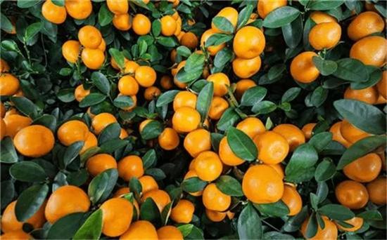 蜜桔成熟时 丹江大观苑邀你来采橘