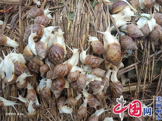 江苏省响水县中蜗蜗牛酱入选江苏省地标美食名录