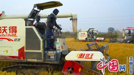 句容李家桥村“梦里水乡”：昔日低洼洪涝区 今日水稻获丰收(组图)