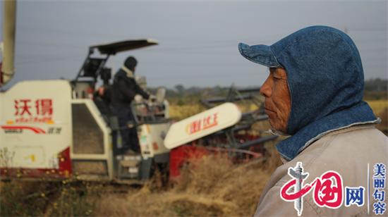 句容李家桥村“梦里水乡”：昔日低洼洪涝区 今日水稻获丰收(组图)