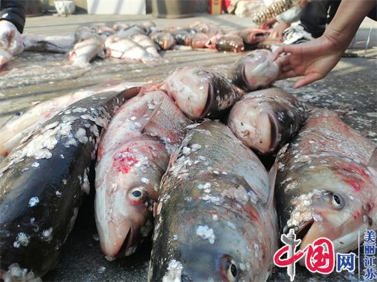 镇江宝堰坞村如今仍延续着鱼塘分鱼习惯