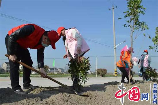 泰兴市虹桥镇：推进“四旁”植树 扮靓乡村颜值