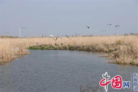 国家里下河湿地公园芦苇丛中鸟儿欢