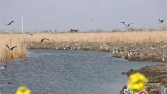 国家里下河湿地公园芦苇丛中鸟儿欢