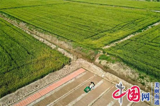 南通通州：生态改造农田排灌助力区域水质提升