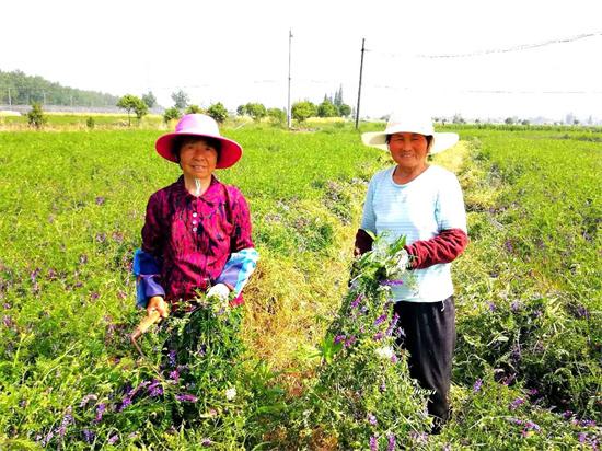 2000只飞鸟何以“蜂拥”兴化市戴南天香农场?