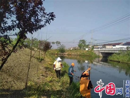 湖清岸青 泰兴根思乡河长制交出绚丽答卷