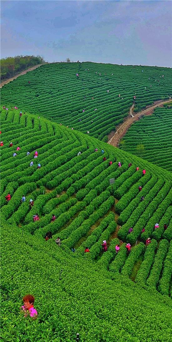 中国制茶大师葛联敏——奔向白茶界的中国标杆