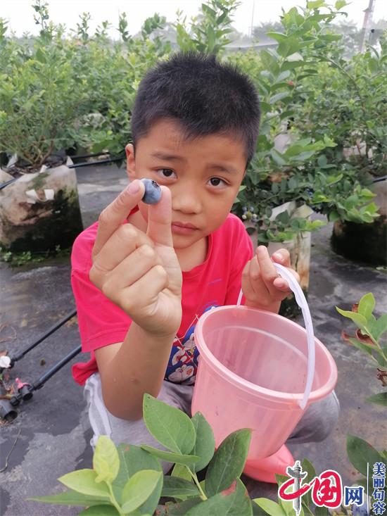 句容春城“无土栽培蓝莓”熟了 可采摘也可整株买了带回家