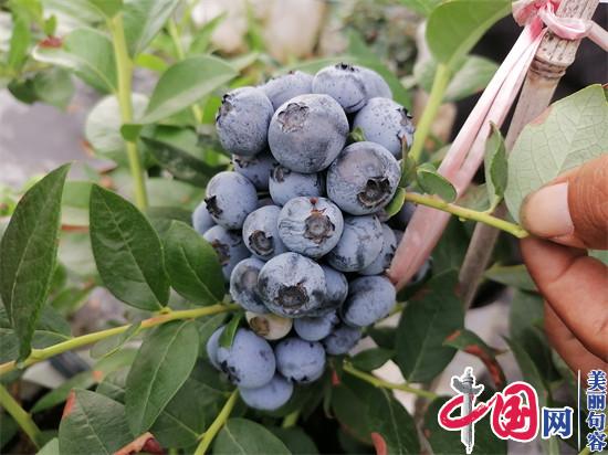 句容春城“无土栽培蓝莓”熟了 可采摘也可整株买了带回家