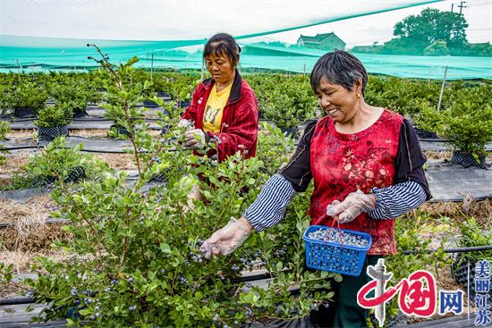 南京：晶桥百亩蓝莓正值采摘期