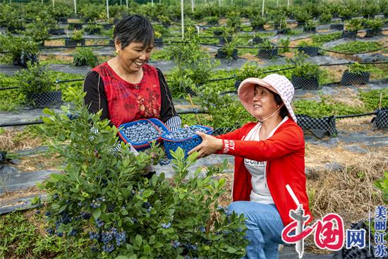 南京：晶桥百亩蓝莓正值采摘期