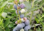  句容春城“无土栽培蓝莓”熟了 可采摘也可整株买了带回家