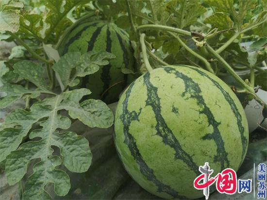 苏州相城“好西瓜”、“好番茄”获市级金奖