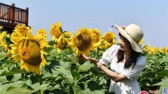 盐城盐都区花吉村：千亩葵园太阳花 美丽花海打卡地