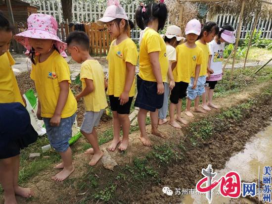 快乐插秧记——苏州太平中心幼儿园种植活动
