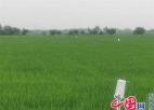 兴化市戴南镇：天香农场“三件宝” “变”出生态好水稻