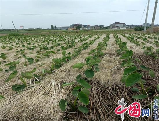 兴化市垛田街道：油菜籽秸秆还田变废为宝