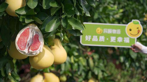 辰颐物语“甜满中国”福建平和站，琯溪三红蜜柚首发11小时热卖125万斤！