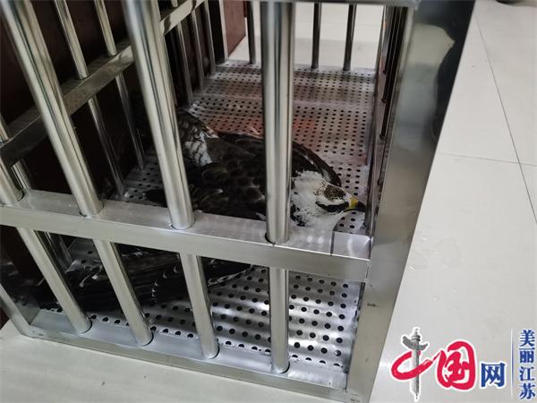江苏省响水县公安局黄海派出所救助国家保护动物