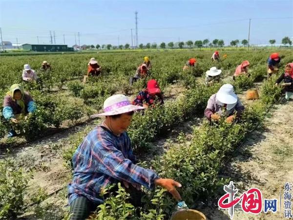 兴化市钓鱼镇南赵村：特色产业铺就富民强村路