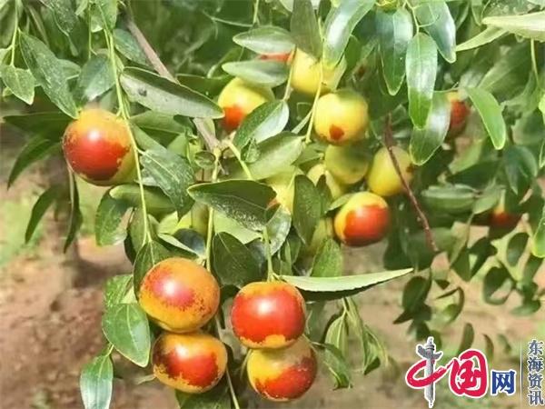 兴化市钓鱼镇南赵村：特色产业铺就富民强村路