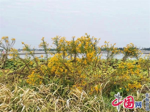 兴化市兴东镇：清剿外来有害作物 筑牢生态安全屏障