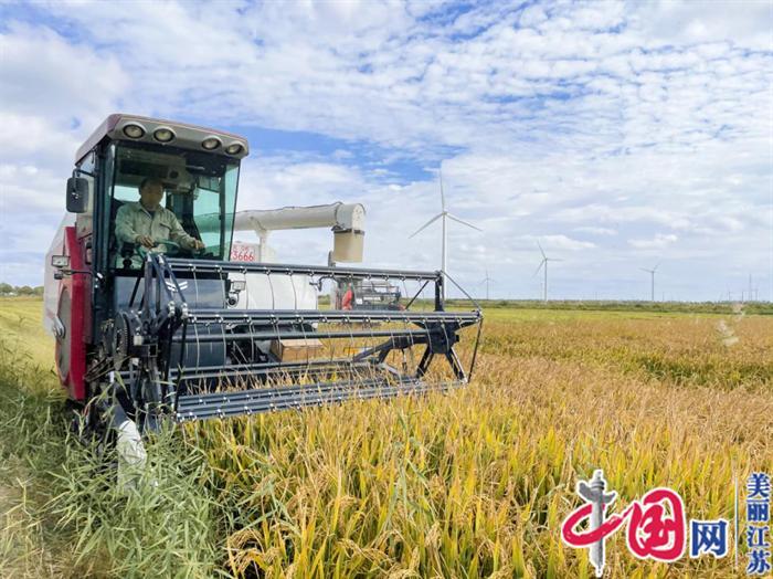 盐碱地上好“丰”景 如东栟茶方凌垦区500亩常规稻平均亩产超1250斤