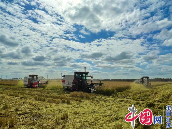 盐碱地上好“丰”景 如东栟茶方凌垦区500亩常规稻平均亩产超1250斤
