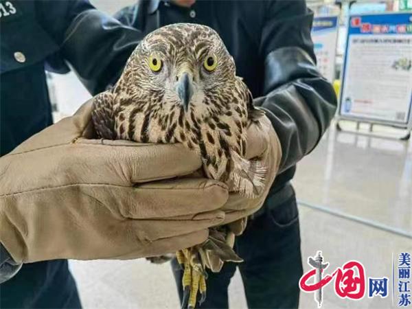启东警方救助路边受伤的“大鸟” 竟是国家保护动物
